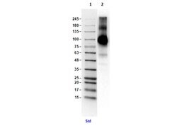 TLR4 Polyclonal Antibody, Rockland:Antibodies:Primary Antibodies