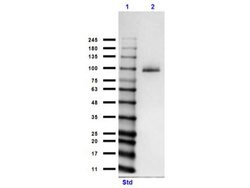 MeCP2 Polyclonal Antibody, Rockland:Antibodies:Primary Antibodies