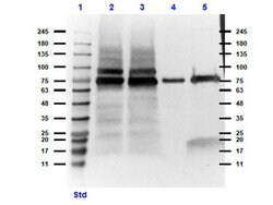 MeCP2 Polyclonal Antibody, Rockland:Antibodies:Primary Antibodies
