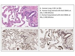 SNAI1 Polyclonal Antibody, Rockland 100 &mu;g; Unconjugated:Antibodies,