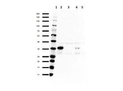 SNAI1 Polyclonal Antibody, Rockland 100 &mu;g; Unconjugated:Antibodies,
