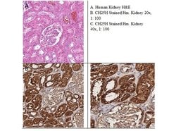CH25H Polyclonal Antibody, Rockland 25 &mu;L; Unconjugated:Antibodies,