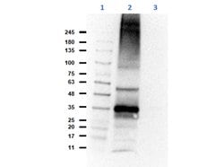 CH25H Polyclonal Antibody, Rockland 25 &mu;L; Unconjugated:Antibodies,