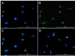 Foxp3 Polyclonal Antibody, Rockland:Antibodies:Primary Antibodies