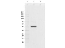 Foxp3 Polyclonal Antibody, Rockland:Antibodies:Primary Antibodies