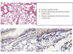 Cxcl1 Polyclonal Antibody, Rockland:Antibodies:Primary Antibodies