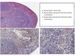 Cxcl1 Polyclonal Antibody, Rockland:Antibodies:Primary Antibodies