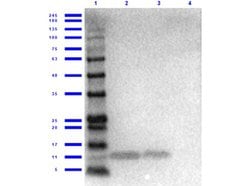 Cxcl1 Polyclonal Antibody, Rockland:Antibodies:Primary Antibodies