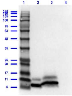 Cxcl1 Polyclonal Antibody, Rockland:Antibodies:Primary Antibodies