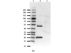 LC3B Polyclonal Antibody, Rockland 100 &mu;g | Buy Online | Rockland Immunochemicals | Fisher Scientific