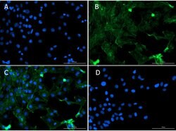 Smad1 Polyclonal Antibody, Rockland:Antibodies:Primary Antibodies