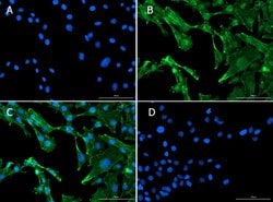 Smad1 Polyclonal Antibody, Rockland:Antibodies:Primary Antibodies