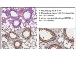 Smad1 Polyclonal Antibody, Rockland:Antibodies:Primary Antibodies