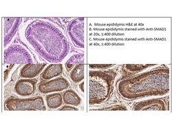 Smad1 Polyclonal Antibody, Rockland:Antibodies:Primary Antibodies