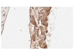 Smad1 Polyclonal Antibody, Rockland:Antibodies:Primary Antibodies