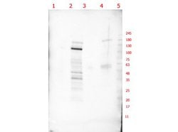 p130 Polyclonal Antibody, Rockland 100 &mu;g; Unconjugated:Antibodies,