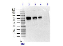 CD68 Polyclonal Antibody, Rockland 100 &mu;g; Unconjugated:Antibodies,