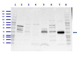 CD68 Polyclonal Antibody, Rockland 100 &mu;g; Unconjugated:Antibodies,