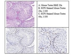 Scp3 Polyclonal Antibody, Rockland:Antibodies:Primary Antibodies