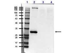 Scp3 Polyclonal Antibody, Rockland:Antibodies:Primary Antibodies