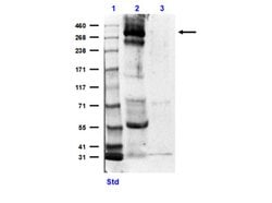 CREBBP Polyclonal Antibody, Rockland 25 μL; Unconjugated:Antibodies,