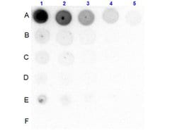 Phospho-PI 3 Kinase p85 alpha (Tyr607) Polyclonal Antibody, Rockland 100