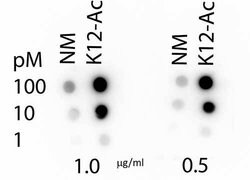 Acetyl-Histone H4 (Lys12)Rabbit anti-Human, Polyclonal, Rockland 50 μg;