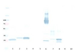 mCherry Polyclonal Antibody, Rockland:Antibodies:Primary Antibodies