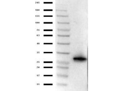 mCherry Polyclonal Antibody, Rockland:Antibodies:Primary Antibodies