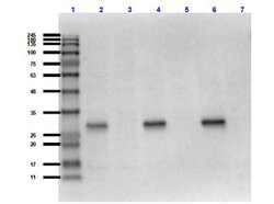 mCherry Polyclonal Antibody, Rockland:Antibodies:Primary Antibodies