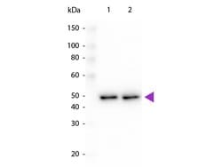 DYKDDDDK Rabbit anti-Tag, HRP, Polyclonal, Rockland 100 &mu;g; HRP:Antibodies,