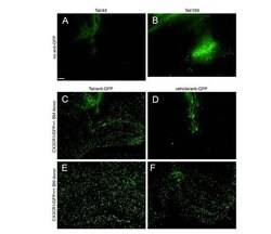 GFP Rabbit anti-Tag, Biotin, Polyclonal, Rockland 100 &mu;g; Biotin:Antibodies,
