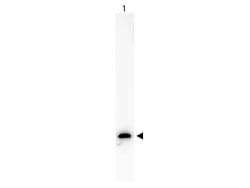 GFP Rabbit anti-Tag, Biotin, Polyclonal, Rockland 100 &mu;g; Biotin:Antibodies,