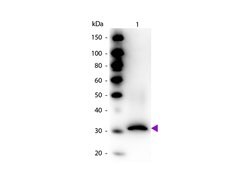 RFP Pre-adsorbed Rabbit anti-Tag, Biotin, Polyclonal, Rockland 100 &mu;g;