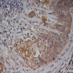 Phospho-IRAK4 (Thr345) Monoclonal Antibody (A8A8), Abbomax 100 &mu;g; Unconjugated:Antibodies,