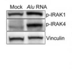 Phospho-IRAK4 (Thr345) Monoclonal Antibody (A8A8), Abbomax 100 &mu;g; Unconjugated:Antibodies,