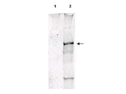 Phospho-ATM (Ser1981) Polyclonal Antibody, Rockland:Antibodies:Primary