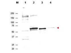 AKT Polyclonal Antibody, Rockland:Antibodies:Primary Antibodies