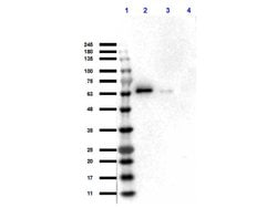 AKT Polyclonal Antibody, Rockland:Antibodies:Primary Antibodies