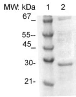 Tpd52 (Tumor Protein D52) Polyclonal Antibody, Abbomax 100 &mu;g; Unconjugated:Antibodies,