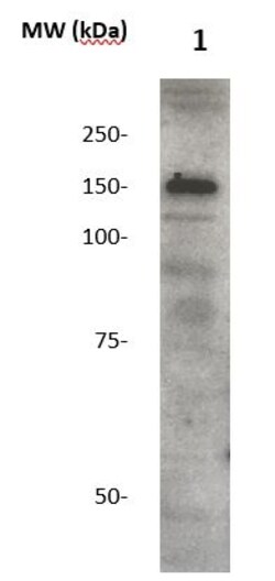 Phospho-IRS2 (Ser1001) Polyclonal Antibody, Abbomax 100 &mu;g | Buy Online | Abbomax Inc | Fisher Scientific