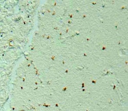 Amyloid beta 42 Polyclonal Antibody, Abbomax 100 &mu;g; Unconjugated:Antibodies,