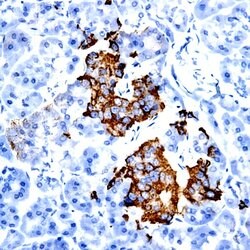 FGF 4 Polyclonal Antibody, Abbomax 100 &mu;g; Unconjugated:Antibodies,