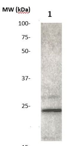FGF 4 Polyclonal Antibody, Abbomax 100 &mu;g; Unconjugated:Antibodies,