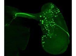 GFP Polyclonal Antibody, Rockland 25 &mu;L; Unconjugated:Antibodies, Polyclonal