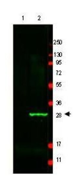 GFP Polyclonal Antibody, Rockland 25 &mu;L; Unconjugated:Antibodies, Polyclonal