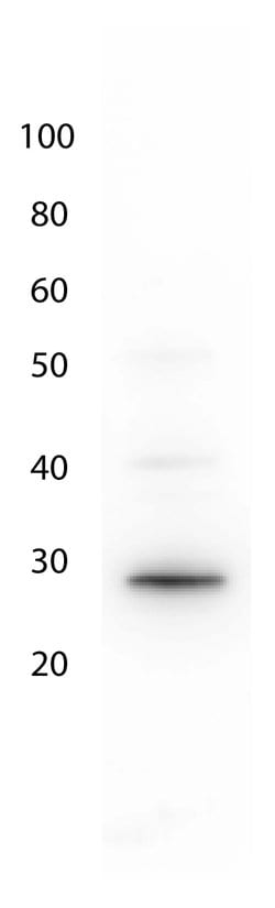 GFP Polyclonal Antibody, Rockland 25 &mu;L; Unconjugated:Antibodies, Polyclonal