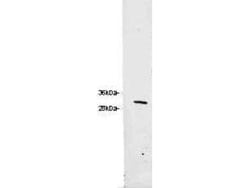 RFP Polyclonal Antibody, Rockland:Antibodies:Primary Antibodies