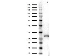 RFP Polyclonal Antibody, Rockland:Antibodies:Primary Antibodies