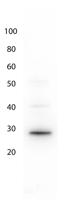 GFP Polyclonal Antibody, Rockland:Antibodies:Primary Antibodies